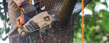 Trusted Wickerham Manor Fisher, PA Tree Care Experts