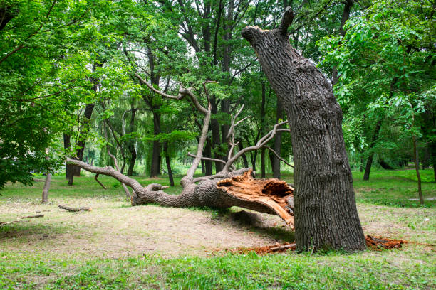 Lawn Maintenance Plans in Wickerham Manor Fisher, PA